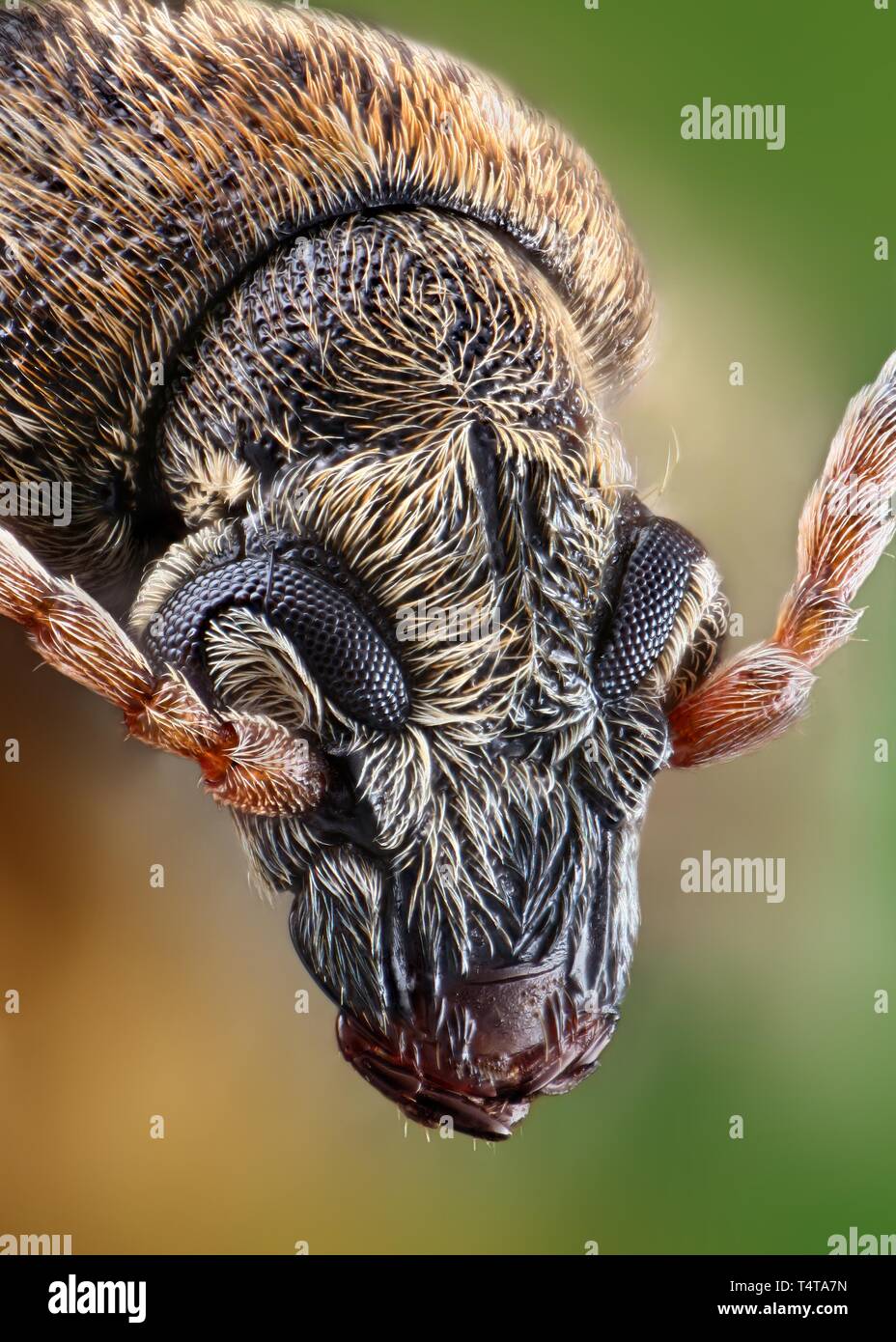 Coleoptera insect microscope hi-res stock photography and images - Alamy