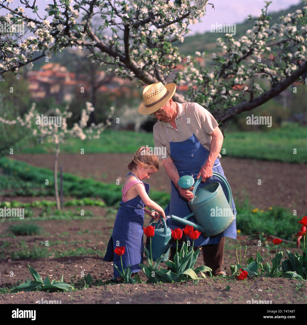 Grandfather and his little daughter watering tulips in a garden Stock Photo