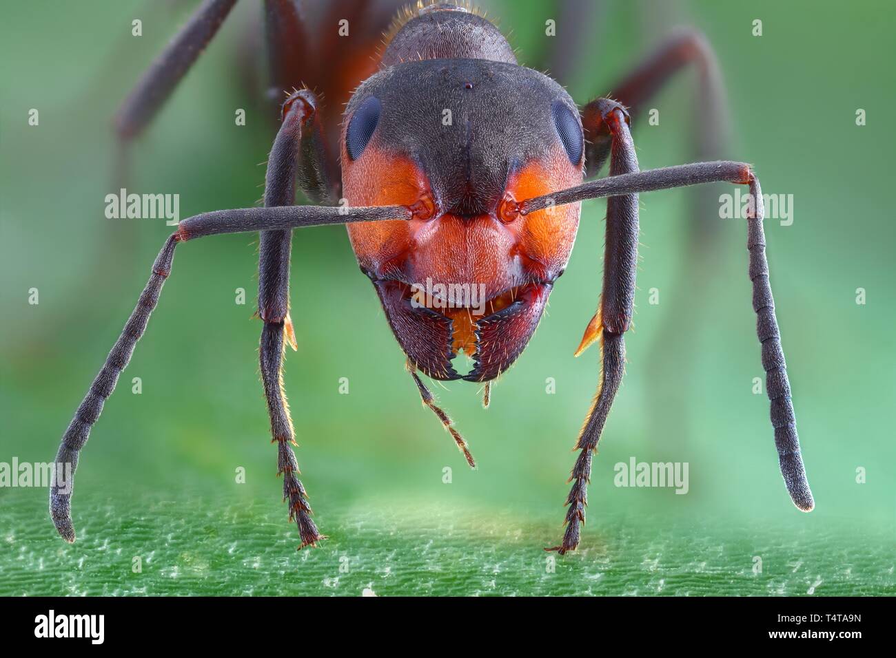 Microscope ant hires stock photography and images Alamy