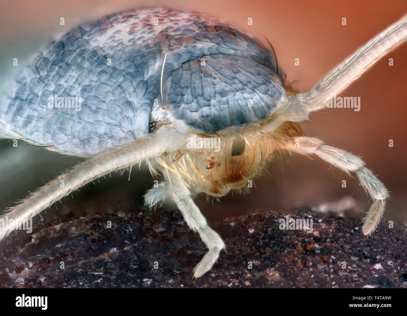 333bzrf4 hi-res stock photography and images - Alamy