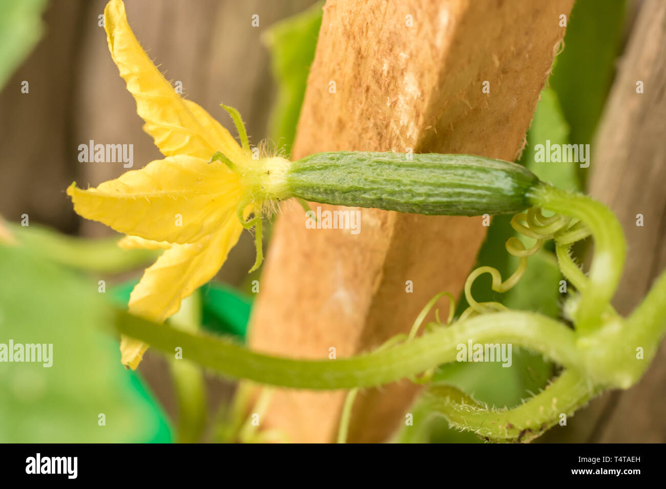 Young fruit of a cucumber in a detailed shot Stock Photo