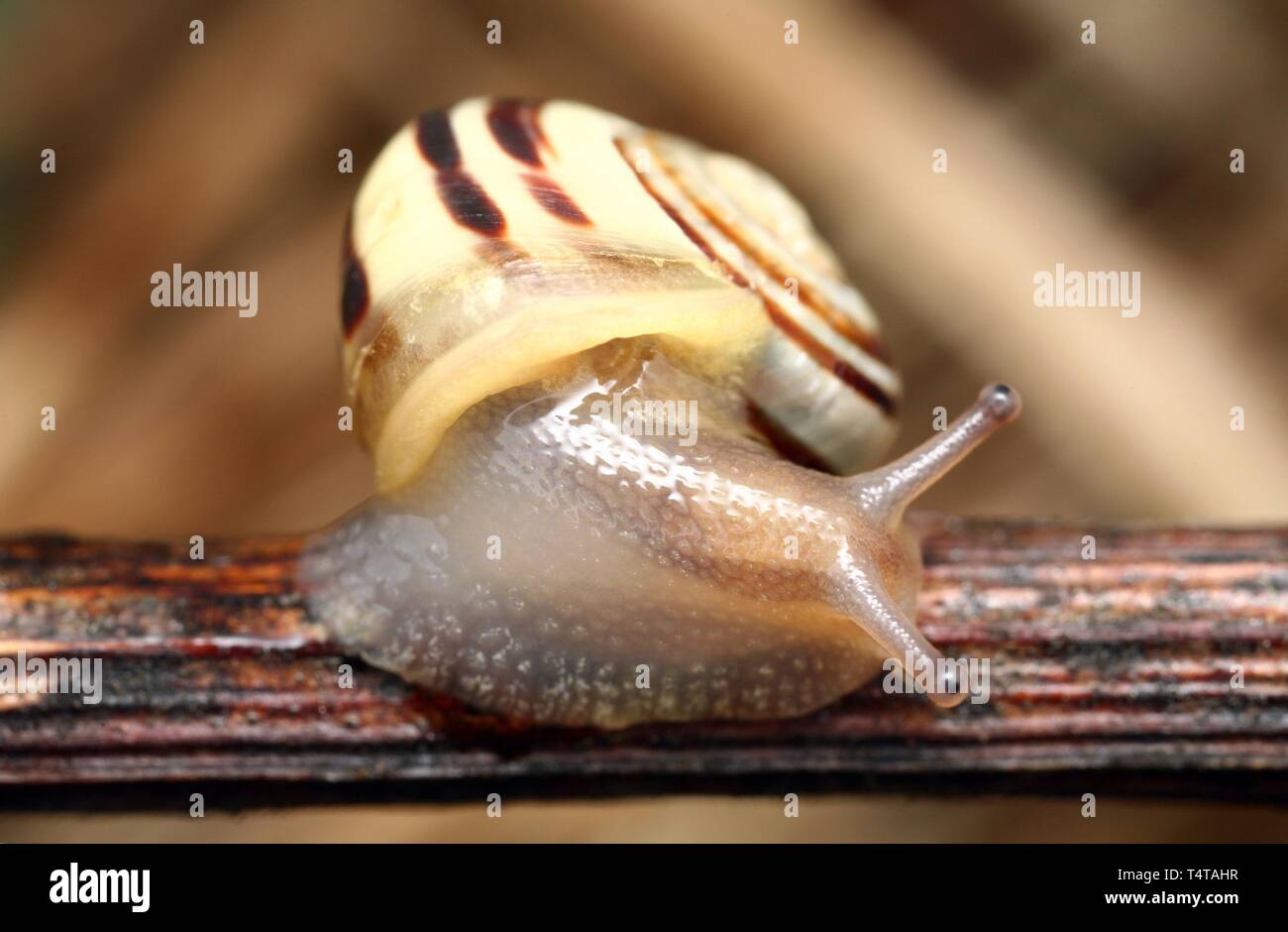 Snail closeup Stock Photo