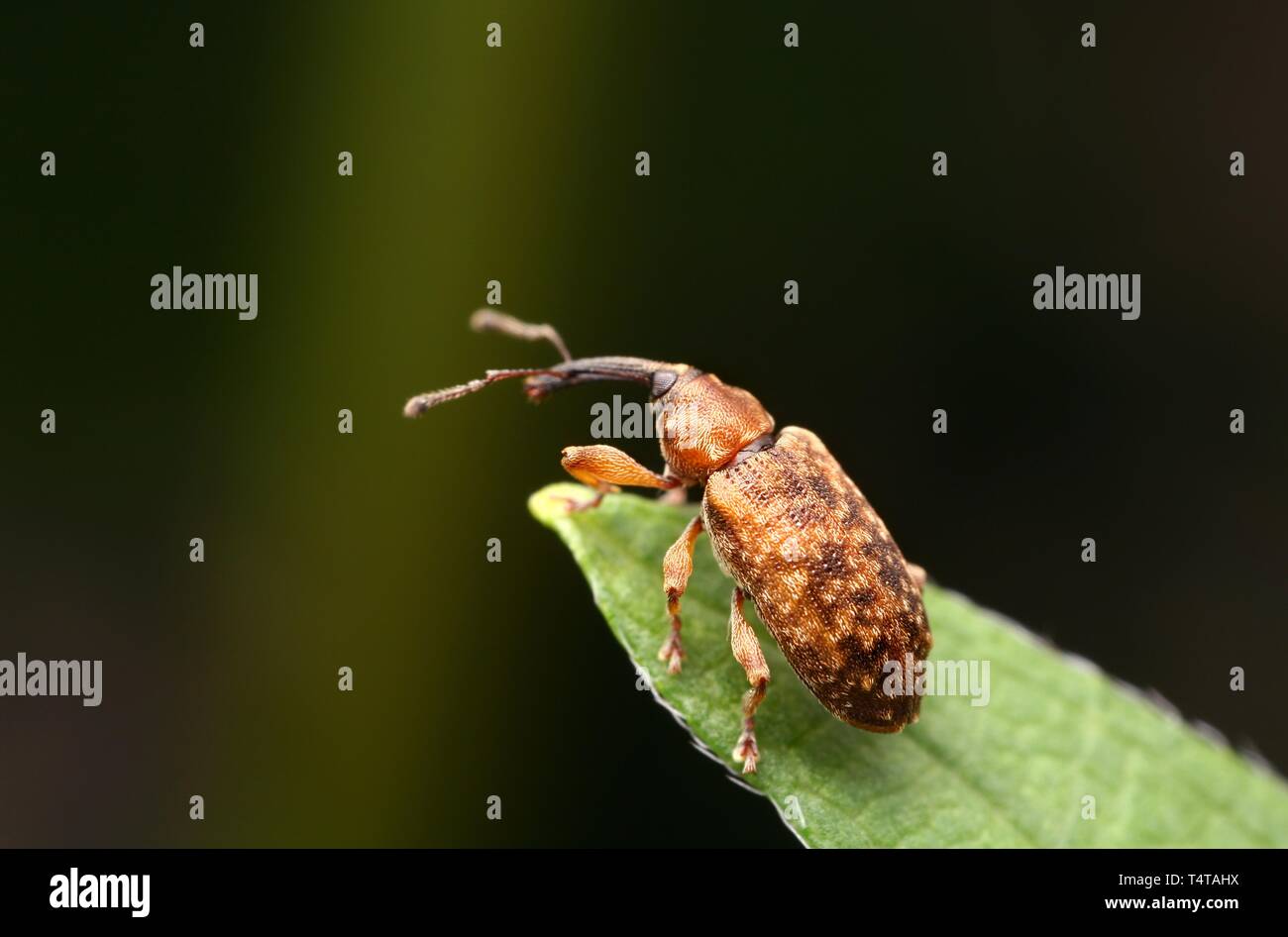 Cucujiformia hi-res stock photography and images - Alamy