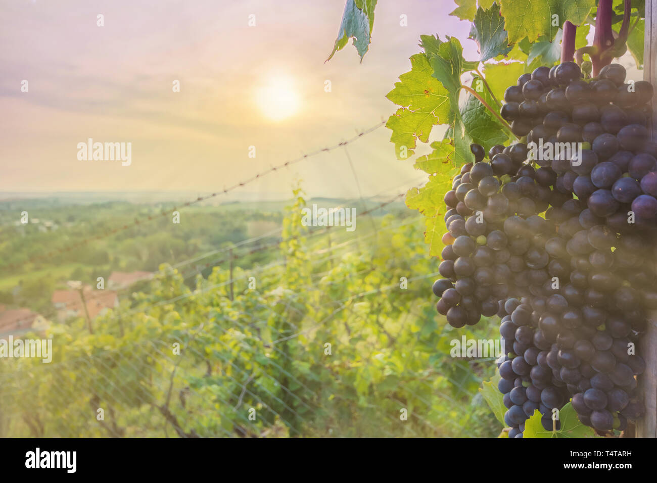 Wine grapes of the blue Portugieser ripen in the sun of central germany Stock Photo