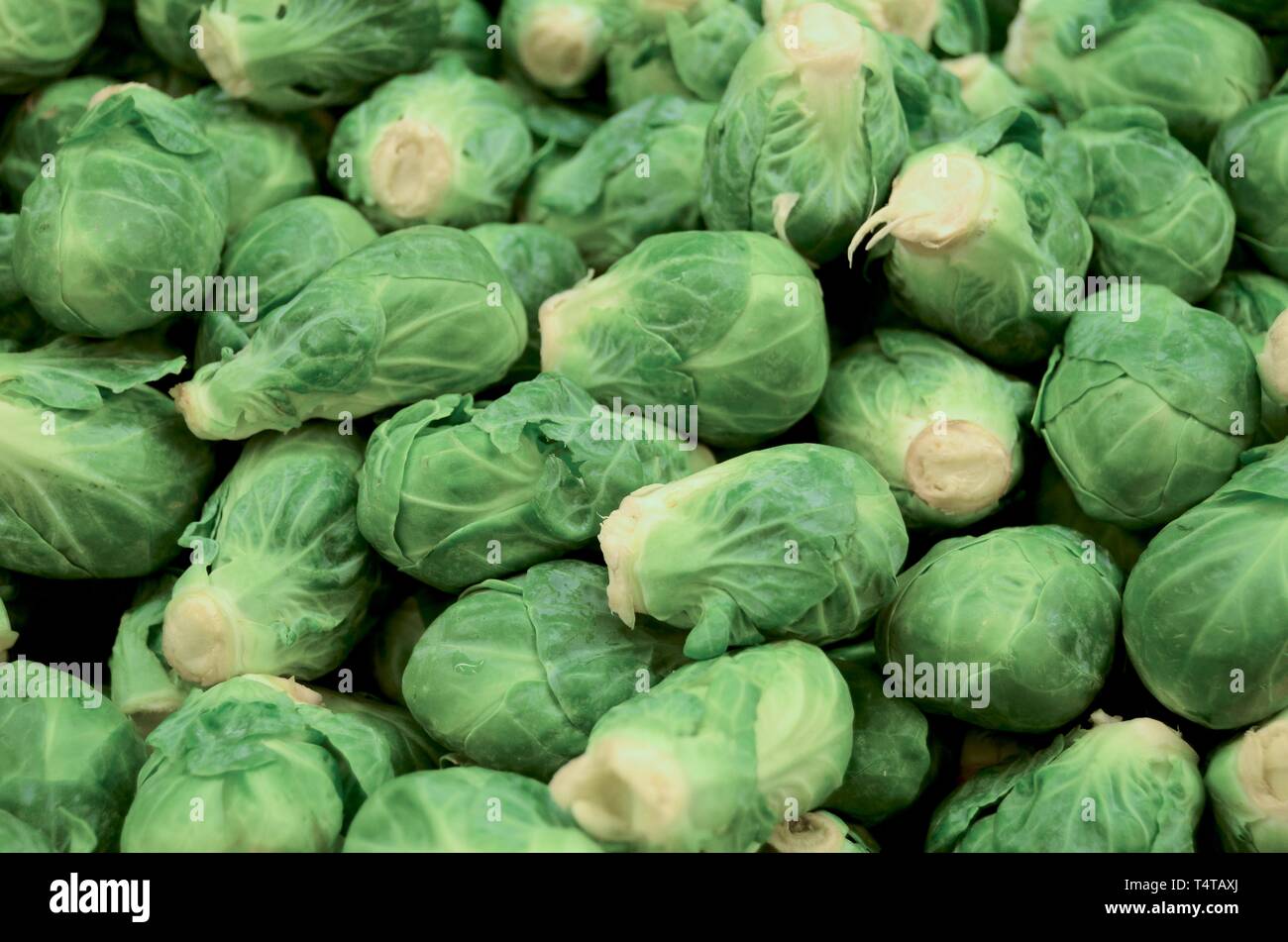 Brussels Sprouts, Union Square Greenmarket, Manhattan, New York City
