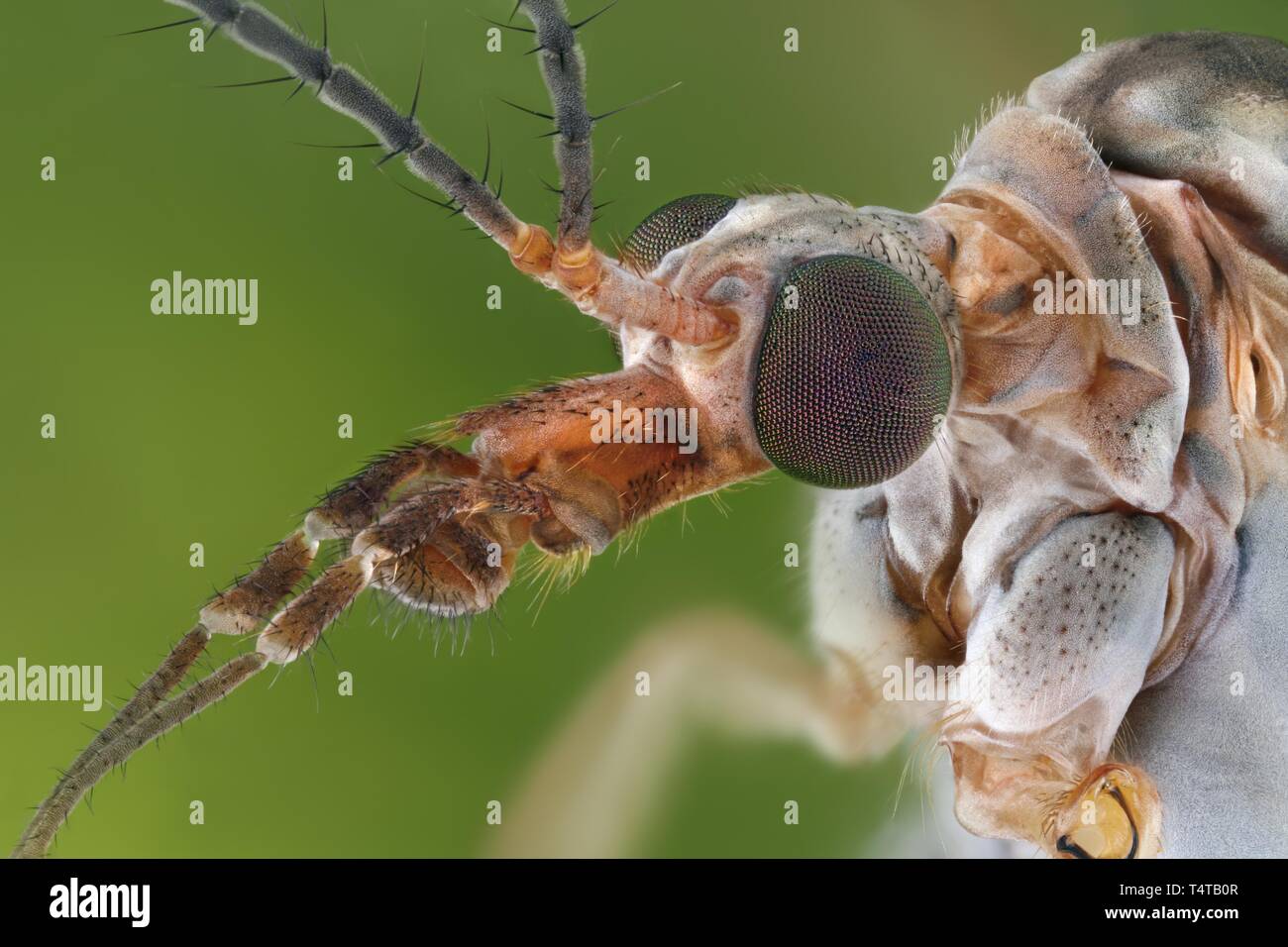 Head and body of a crane fly (Tipula paludosa) Stock Photo