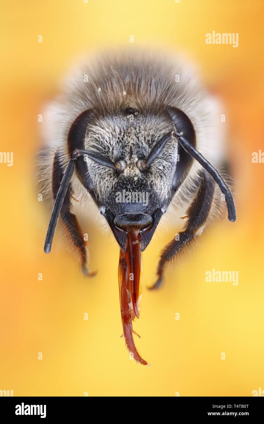 Head of a honey bee (Apis) Stock Photo