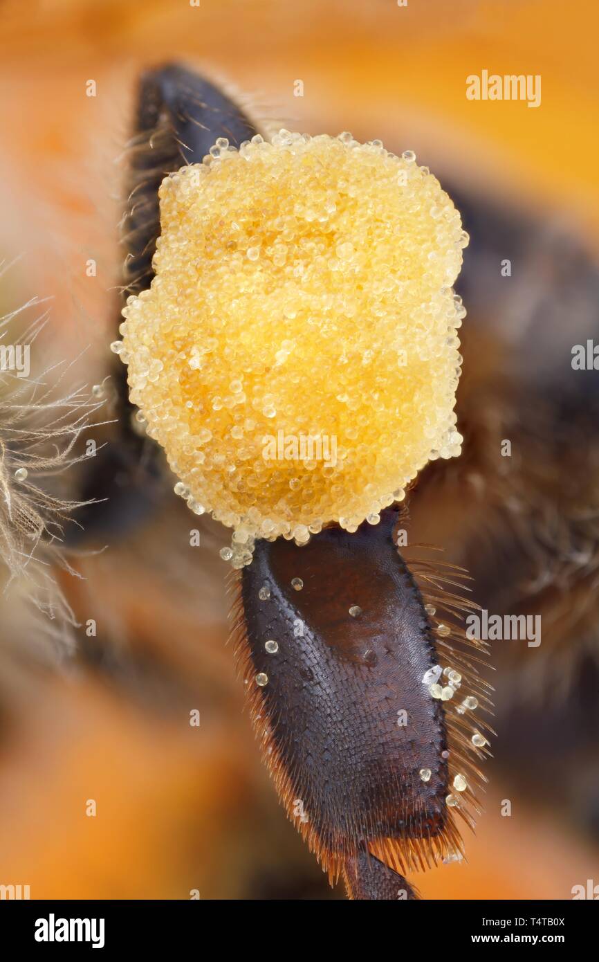 Pollen, Leg of a honey bee (Apis mellifera) Stock Photo