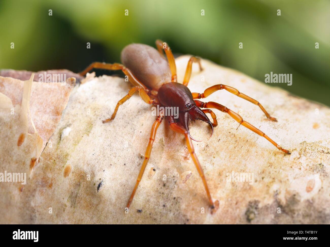 Spider (Dysdera crocata) Stock Photo