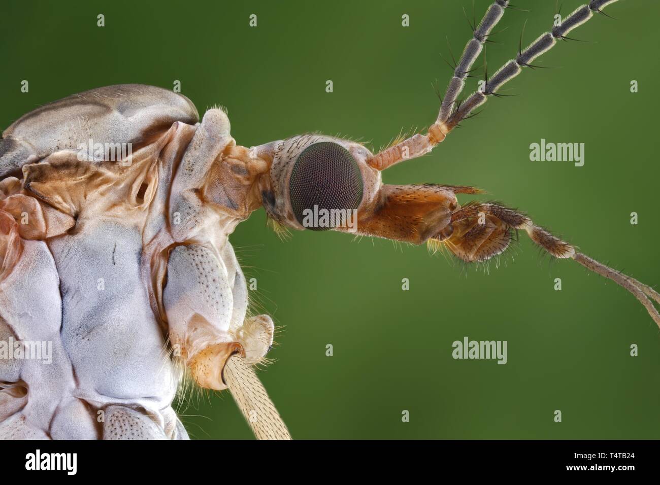Head and body of a crane fly (Tipula paludosa) Stock Photo