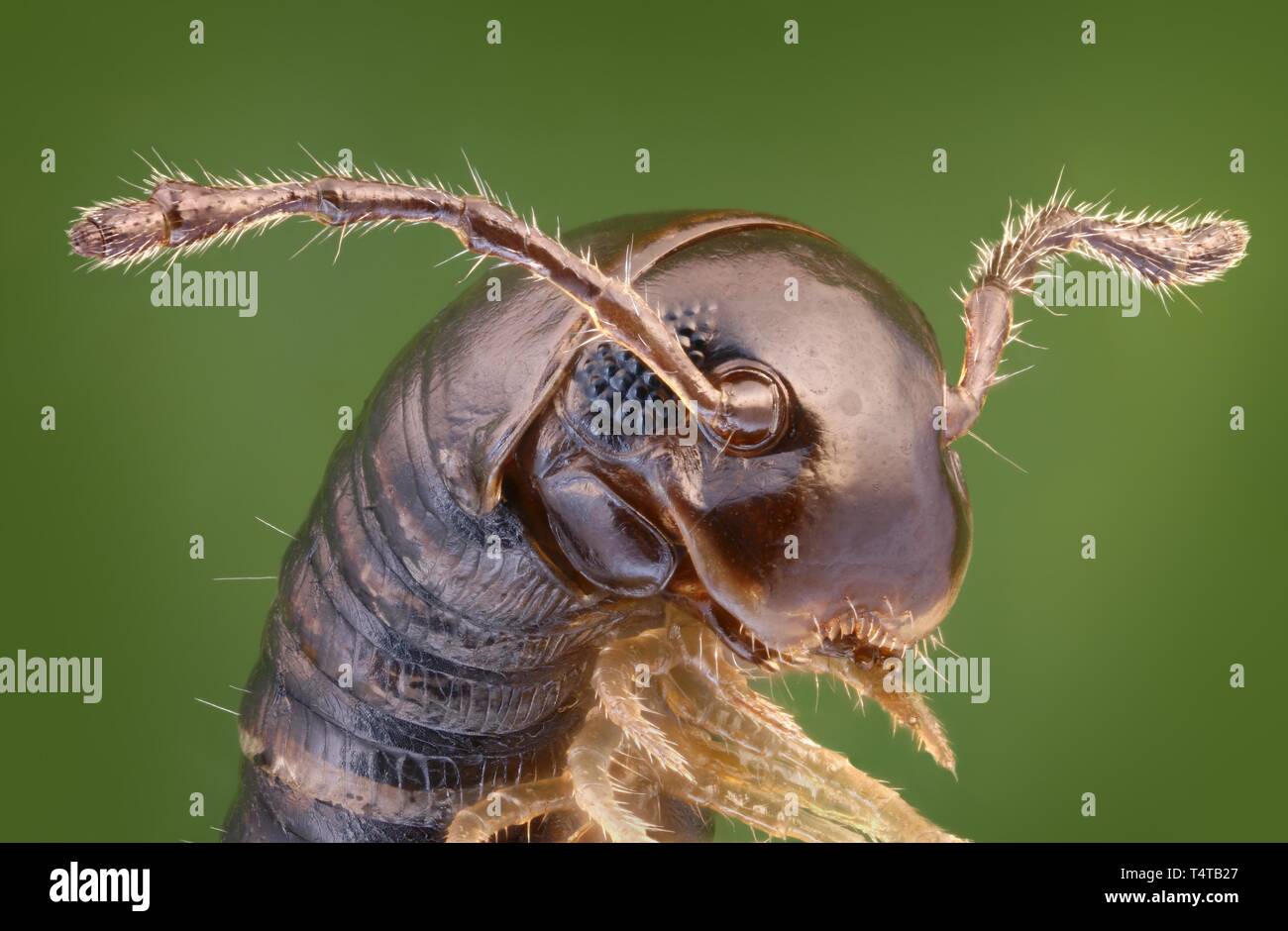 Close-up of a Myriapoda (Tachypodoiulus niger) Stock Photo