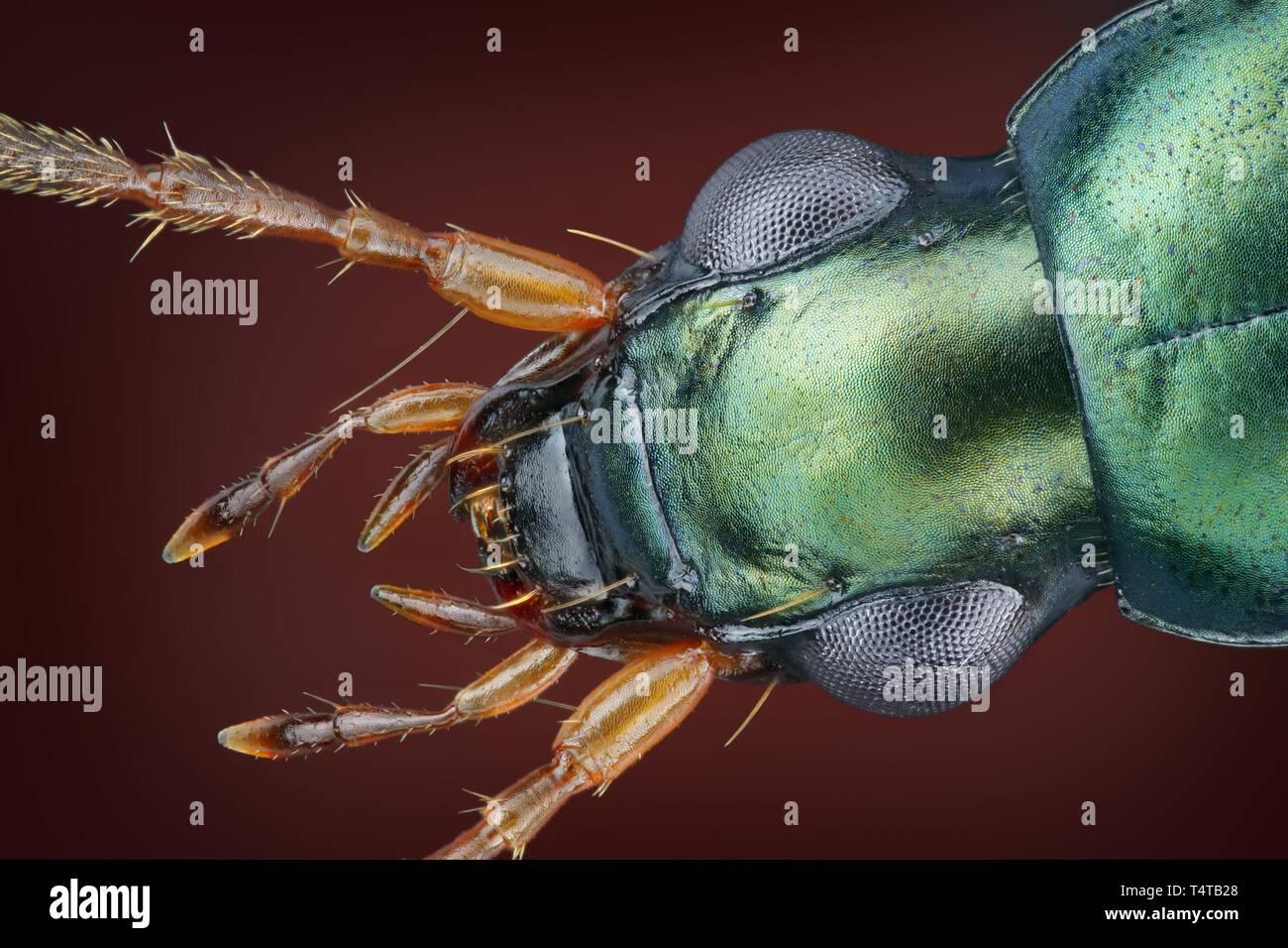 Head of a Ground beetle (Anchomenus dorsalis) Stock Photo