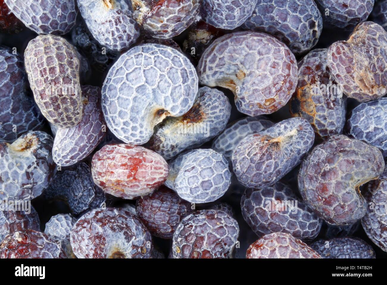 Blue poppy seeds (Papaver somniferum) in close-up Stock Photo