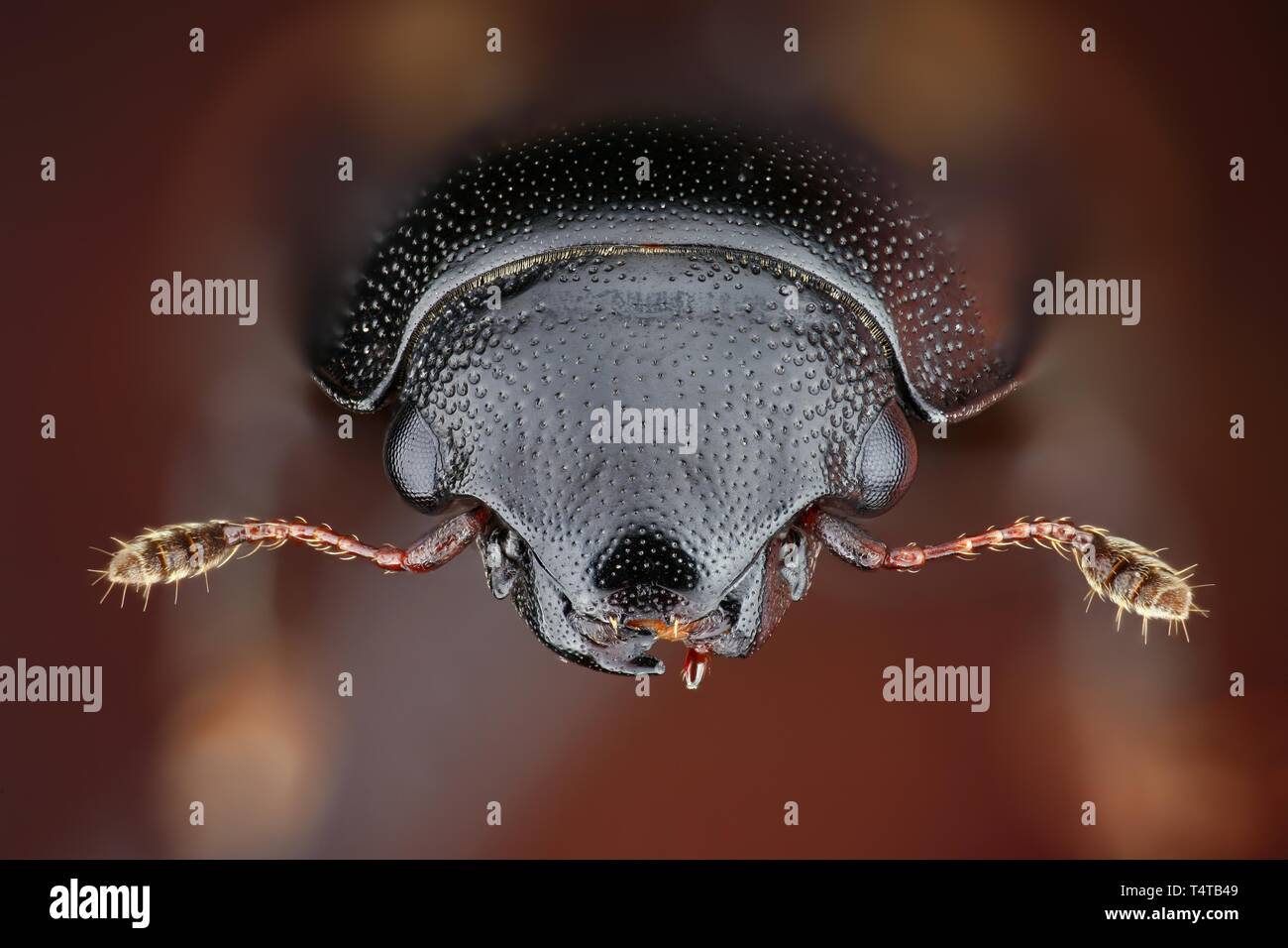 Portait of a picnic beetle (Glischrochilus quadrisignatus) Stock Photo