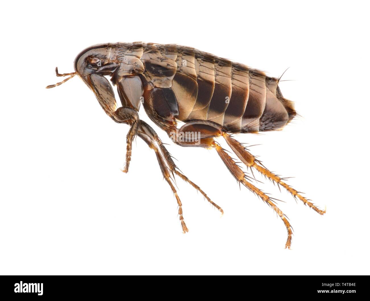 Flea in front of white background (Siphonaptera) Stock Photo