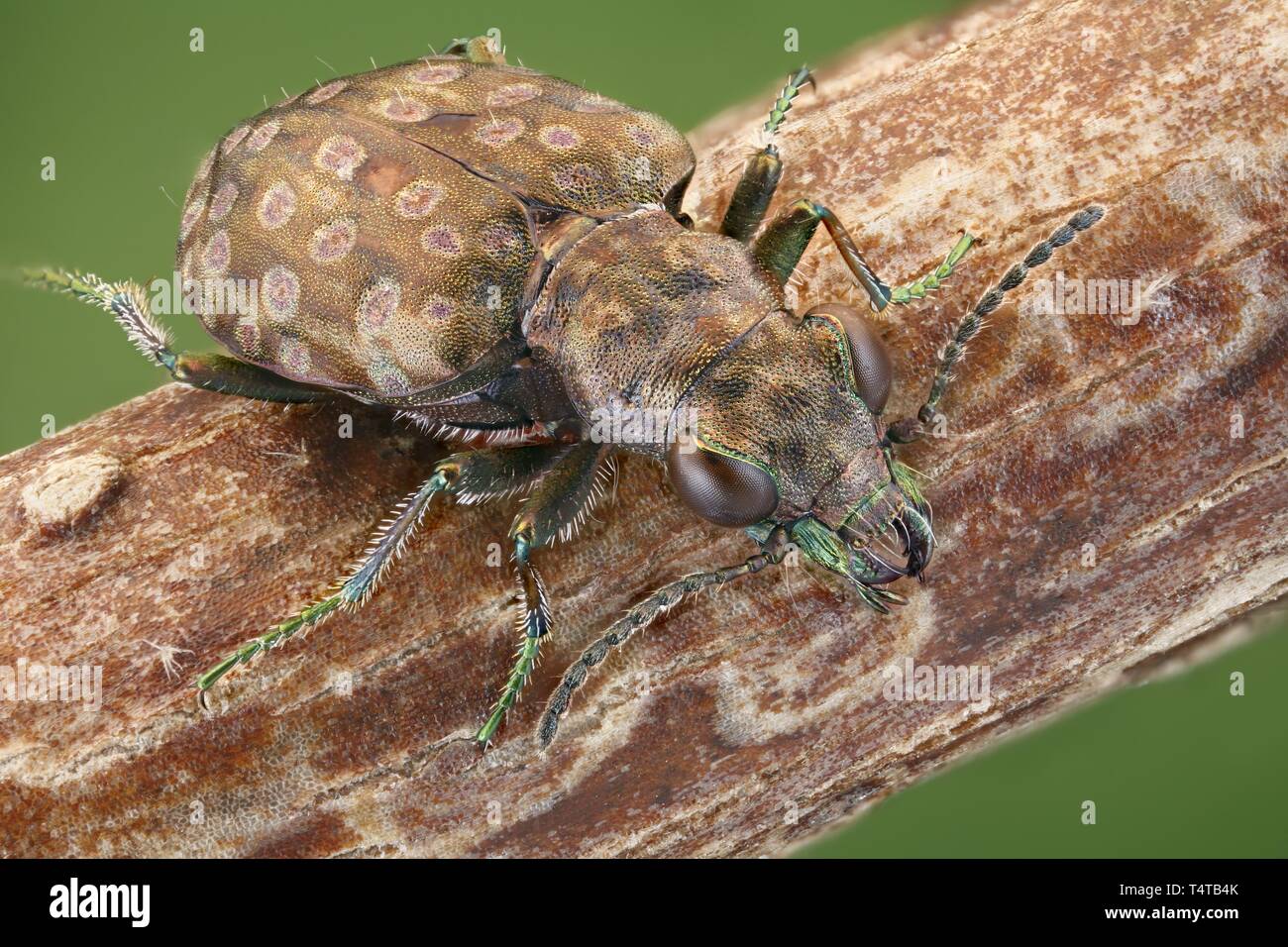 Ground beetle (Elaphrus riparius) on a branch Stock Photo
