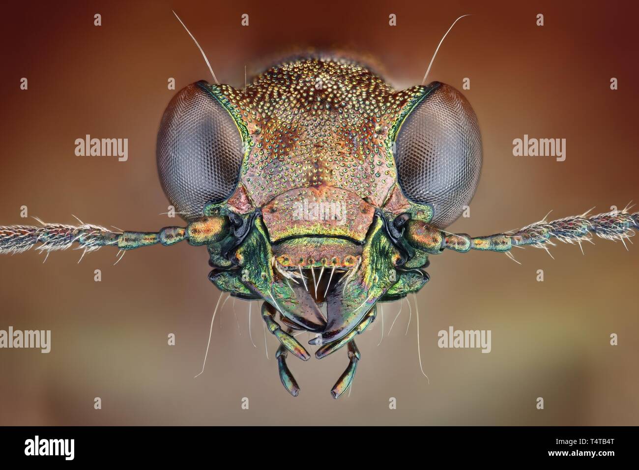 Ground beetle (Elaphrus riparius) Stock Photo