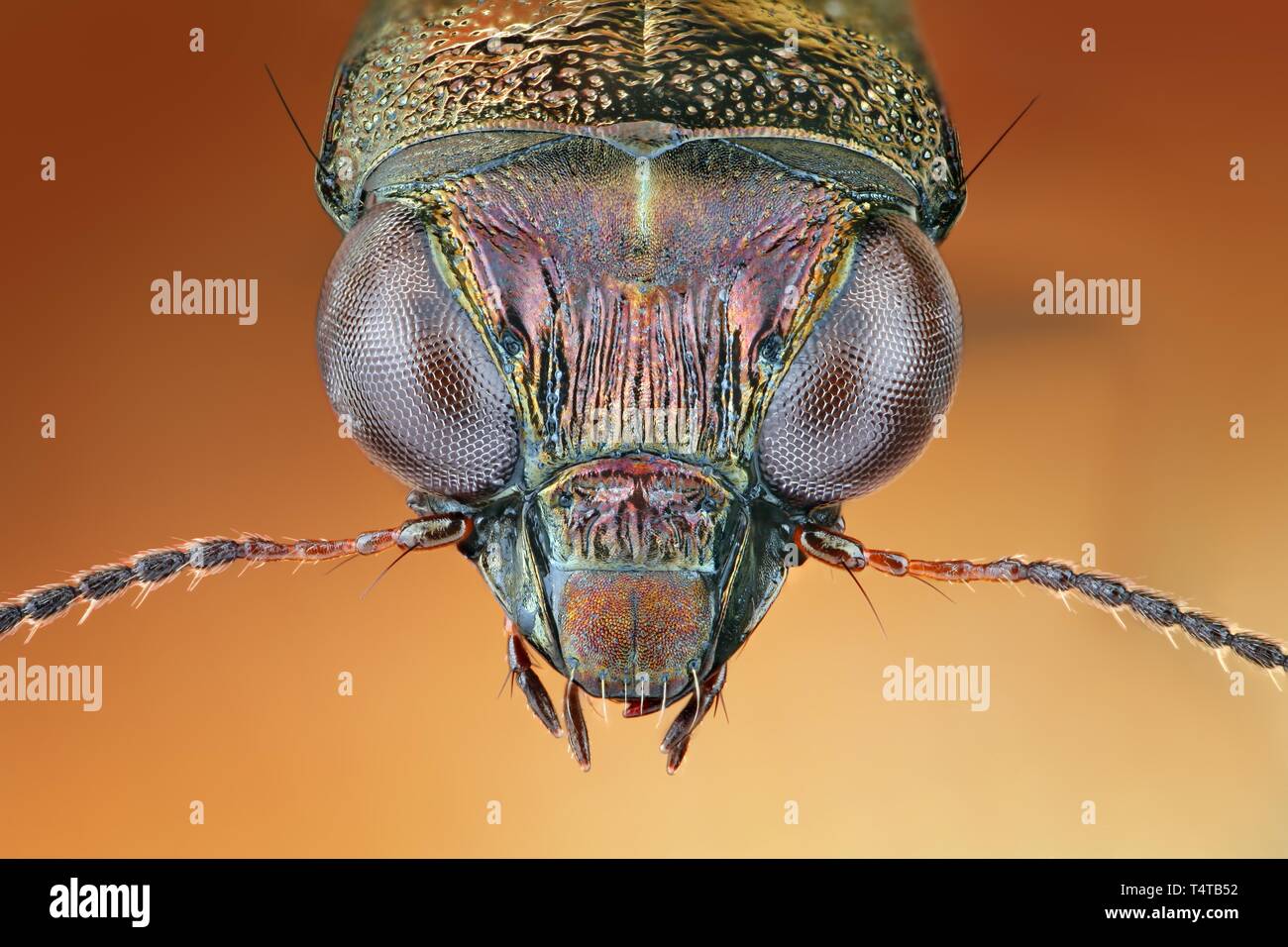 Head of a Notiophilus (Notiophilus) in frontal view Stock Photo