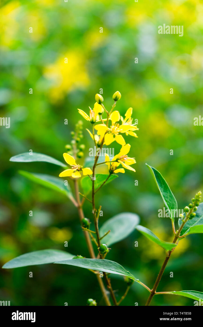 Golden Showers Thryallis seeds yellow flowers Galphimia glauca planting seeds