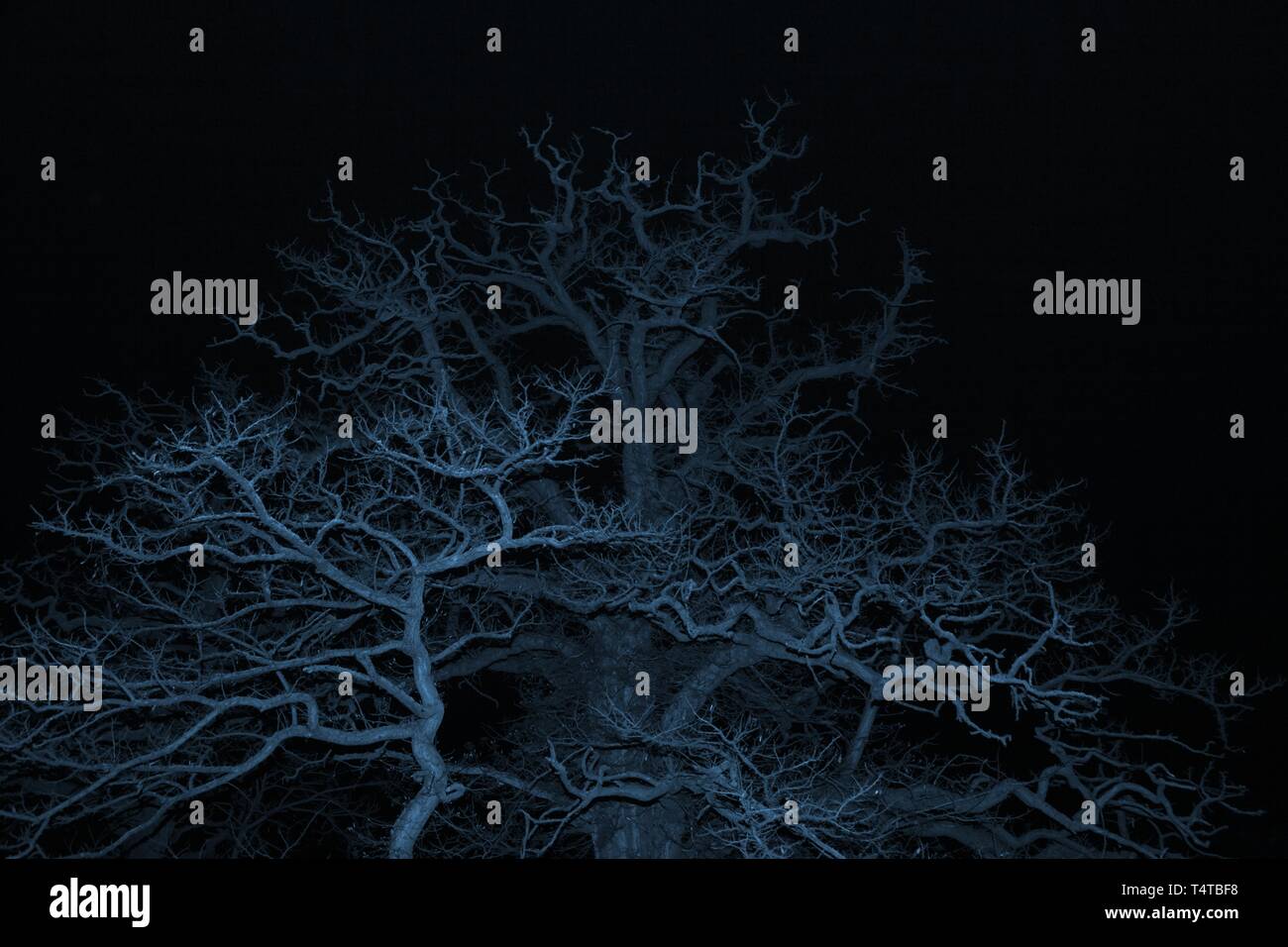 Tree at night, blue illuminated Stock Photo