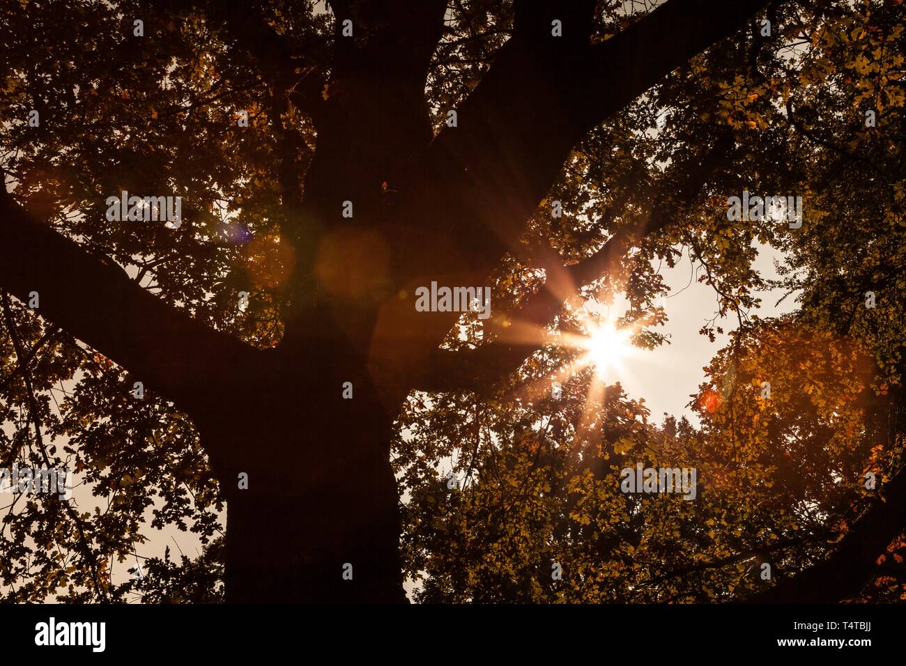 Tree with backlit, autumn Stock Photo