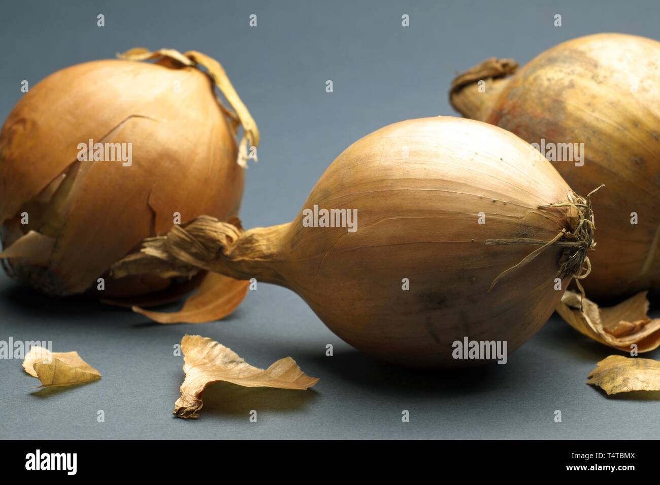 Allium cepa hi-res stock photography and images - Alamy
