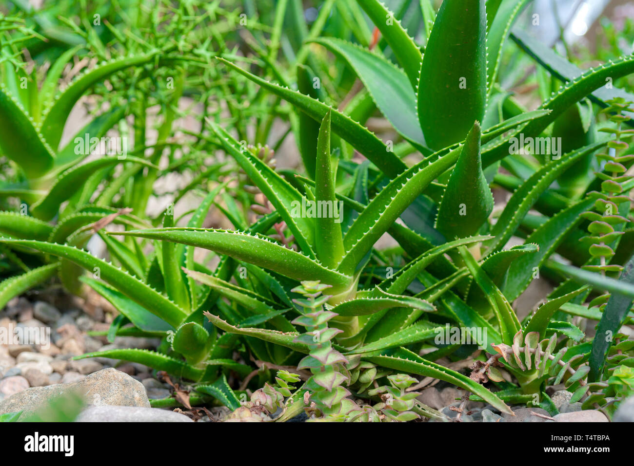 Agave and cacti in nature Stock Photo - Alamy