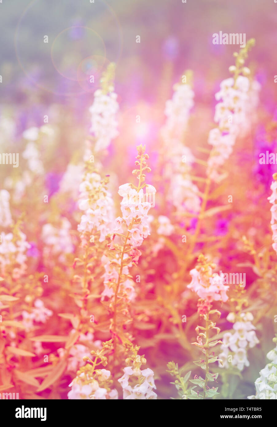 White purple pink blue flowers salvia colorful shine Stock Photo