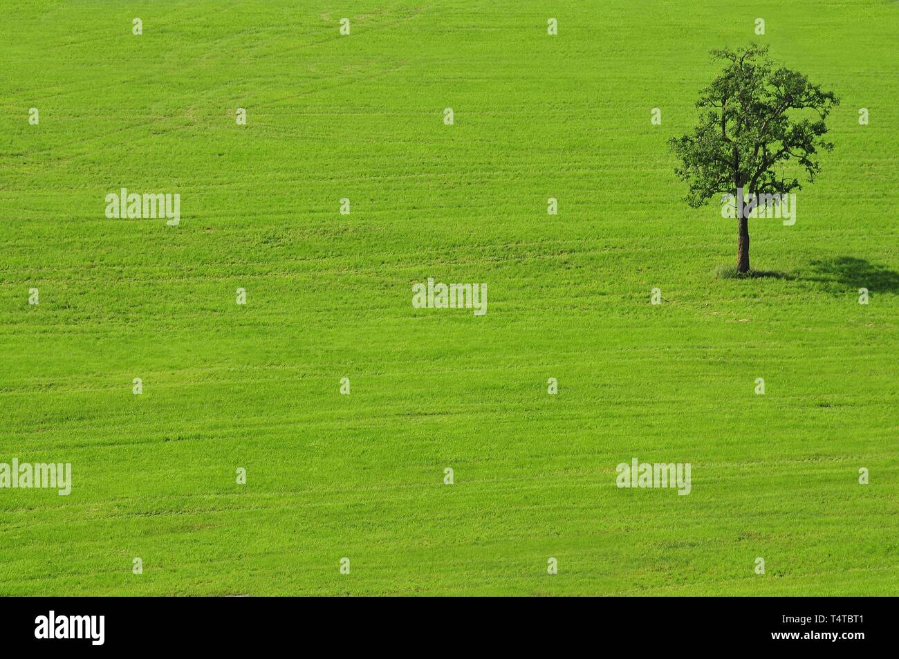 Tree on meadow, Upper Swabia, Baden-Wuerttemberg, Germany Stock Photo