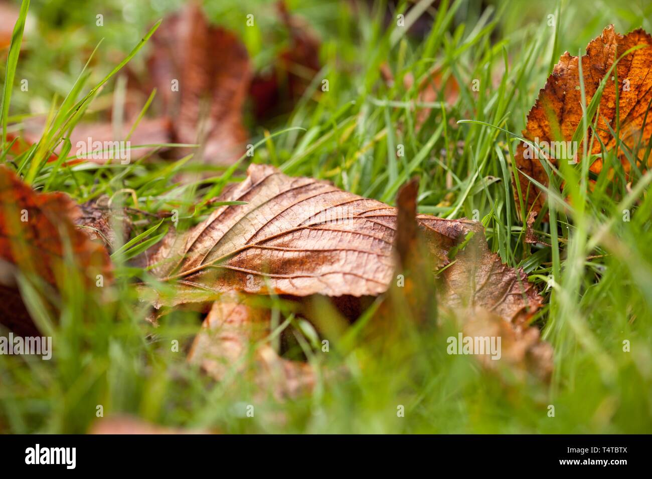 Leaves in the grass Stock Photo