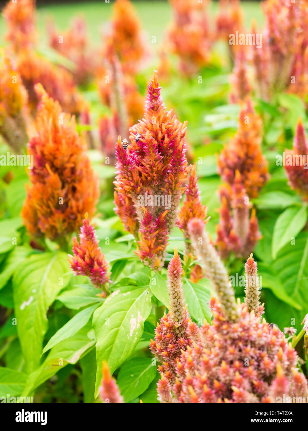 Celosia flamingo cockscomb pink flower hi-res stock photography and ...
