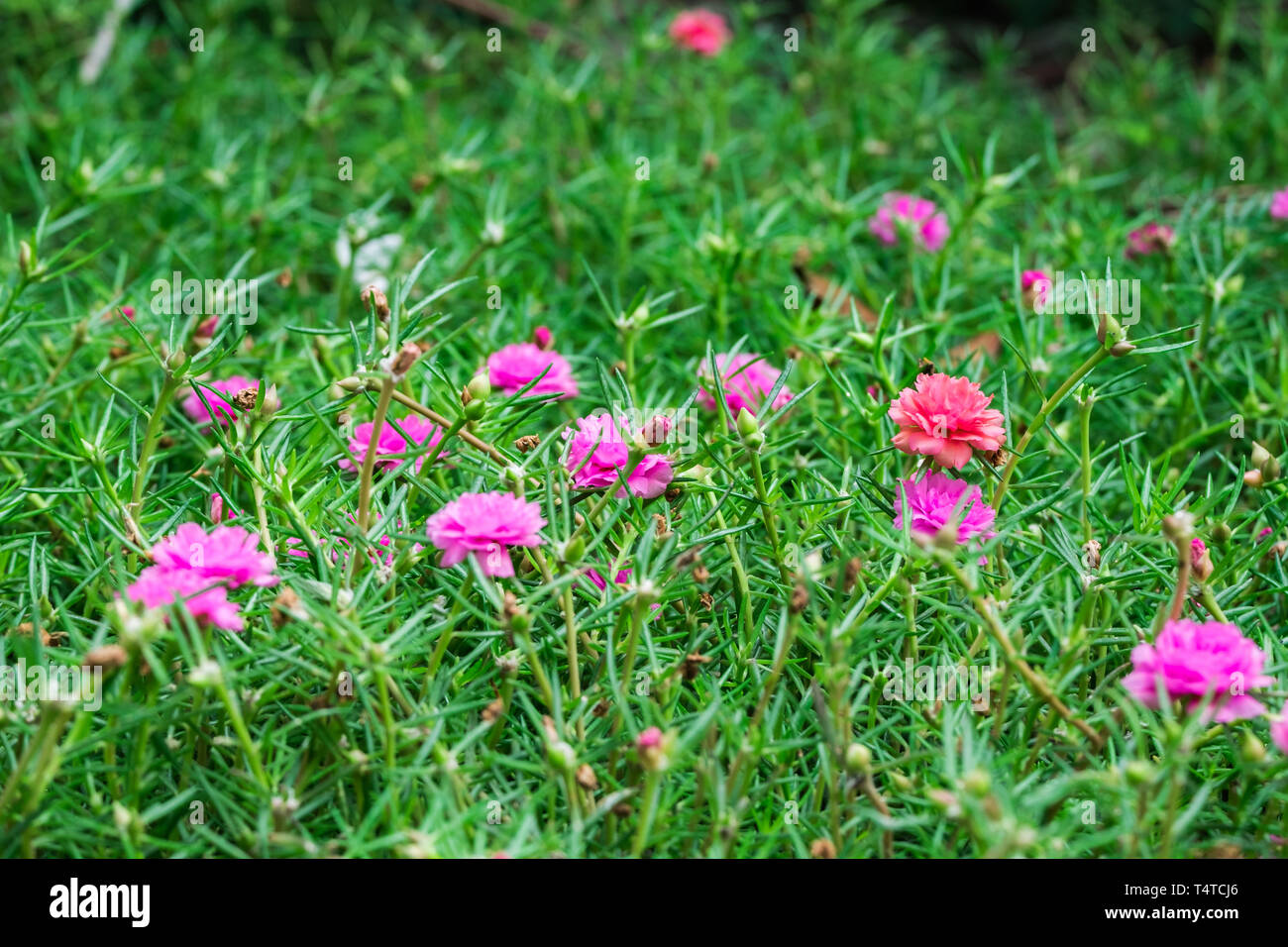 Common Purslane,Verdolaga,Pigweed Pusley,flower bloom pink green field in garden Stock Photo