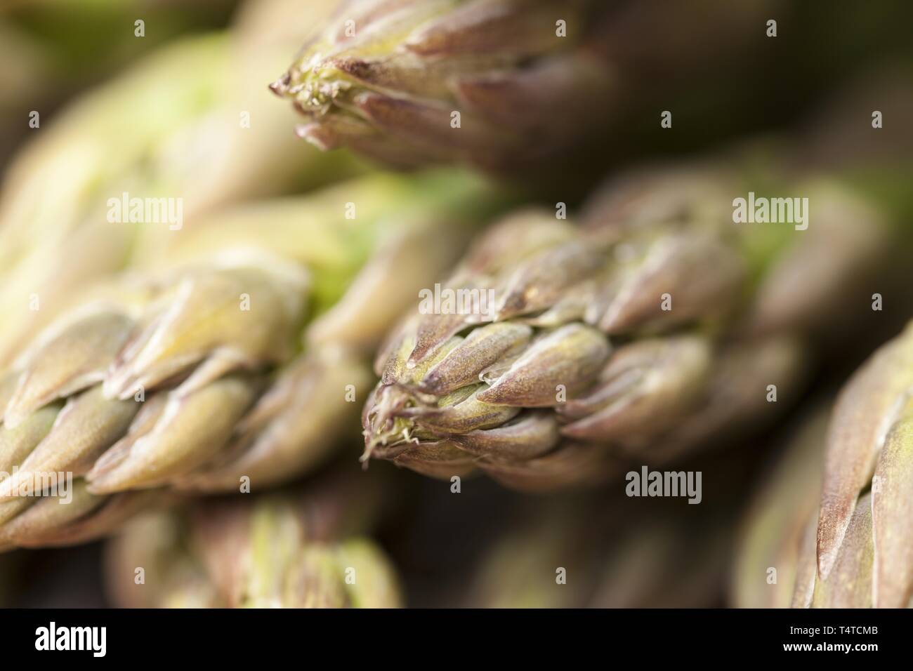 Green asparagus tips, Close-up Stock Photo