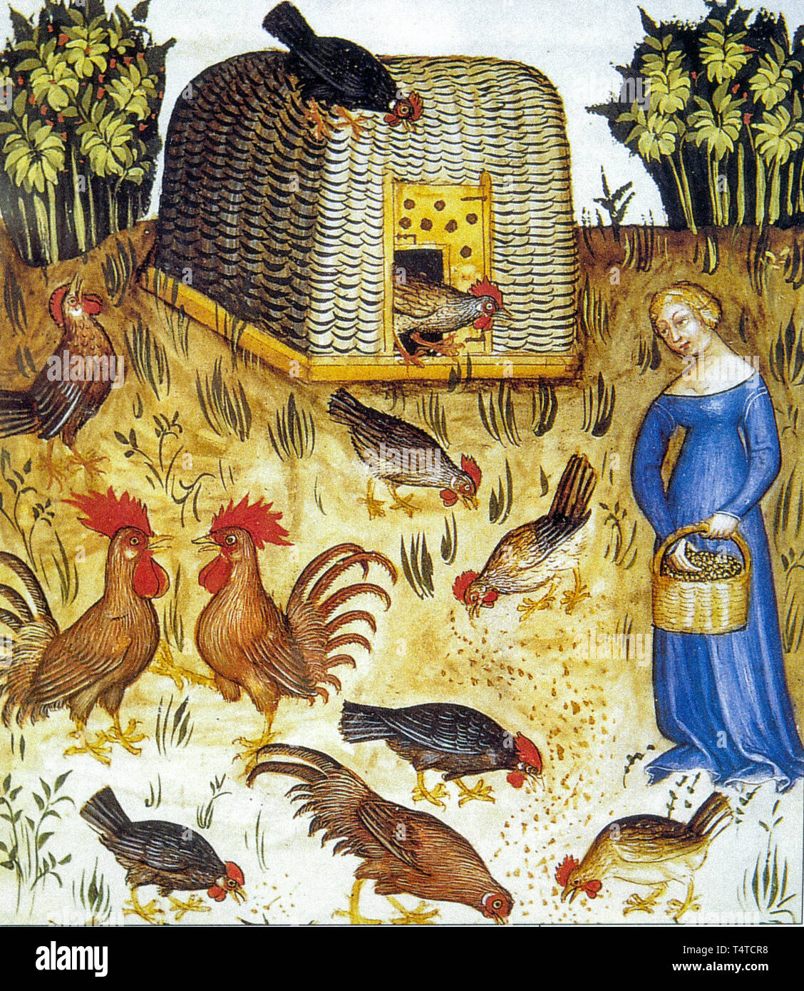 farm animals, chickens, roosters in a medieval miniature Stock Photo