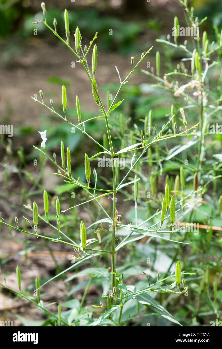 Waterkanon,Watrakanu,Minnieroot,Iron root,Feverroot,Popping pod,Cracker