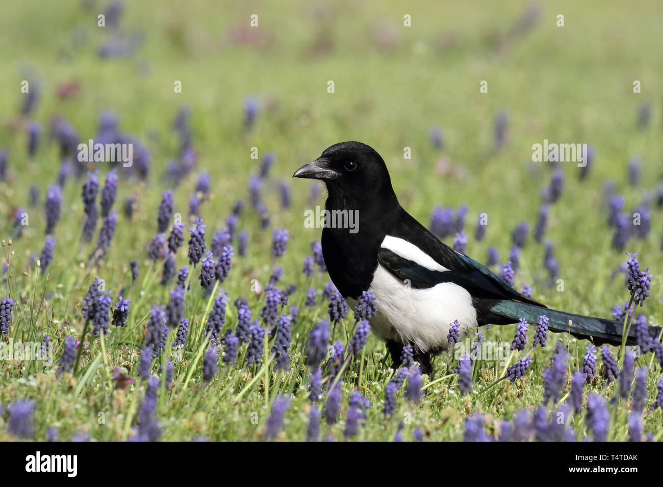 Black and white magpie, considered one of the most intelligent animals, among purple grape hyacinths Stock Photo