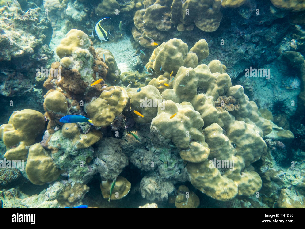 Various species fish swimming around on reef rock in andaman sea Stock Photo