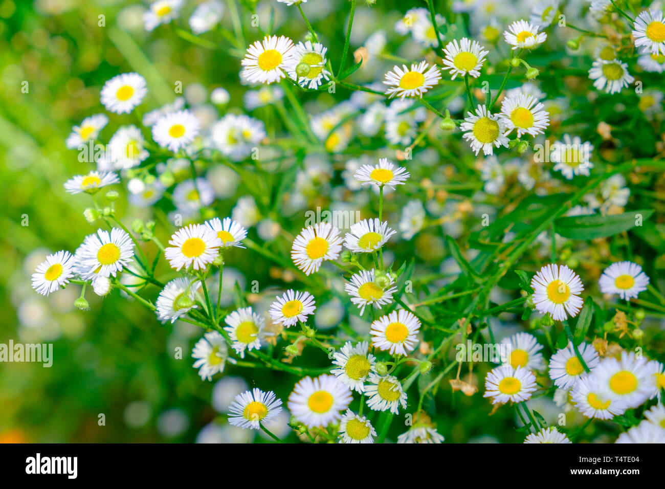 Daisy white flower yellow pollen in clump garden soft Stock Photo