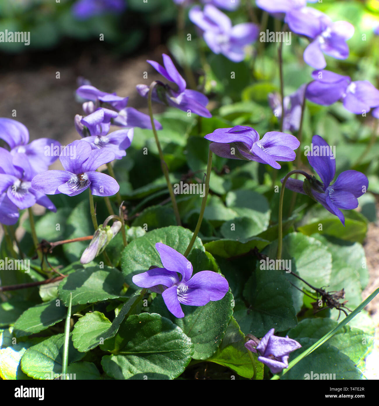 Wild Self Seeded Common Dog-Violet Flowers Between Flagstones in an Alsager Garden Cheshire England United Kingdom UK Stock Photo