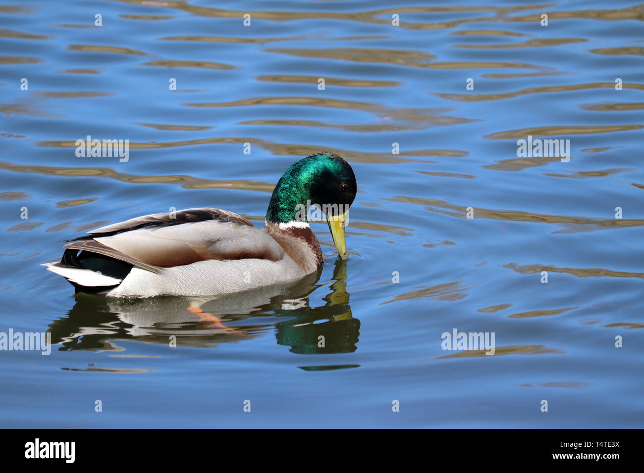 Mallard duck swimming in the blue water. Colorful male wild duck feeds in the lake Stock Photo