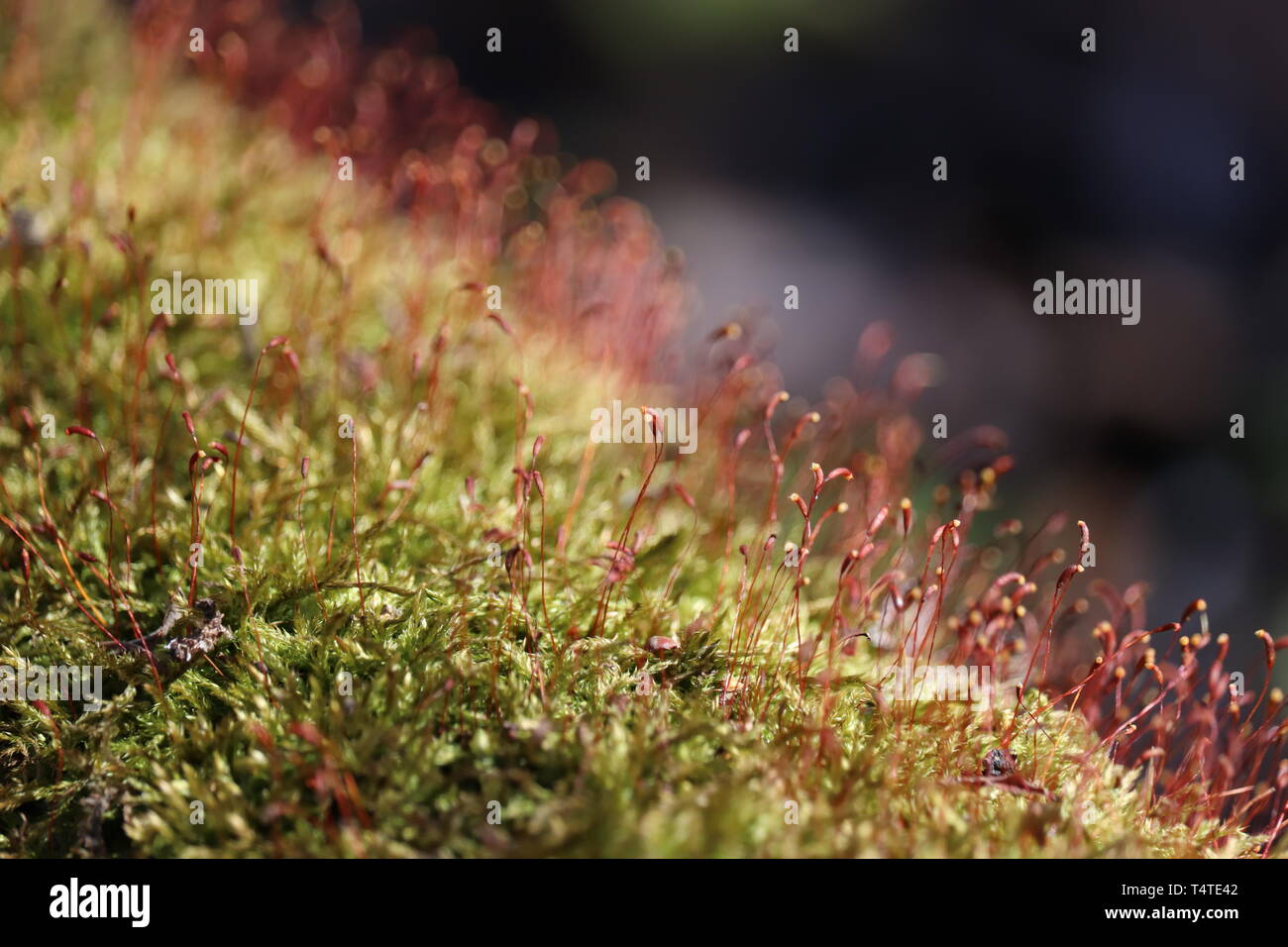 Magic forest, moss with red spore capsules close up. Colorful macro shot of fairy nature, dreamy background Stock Photo