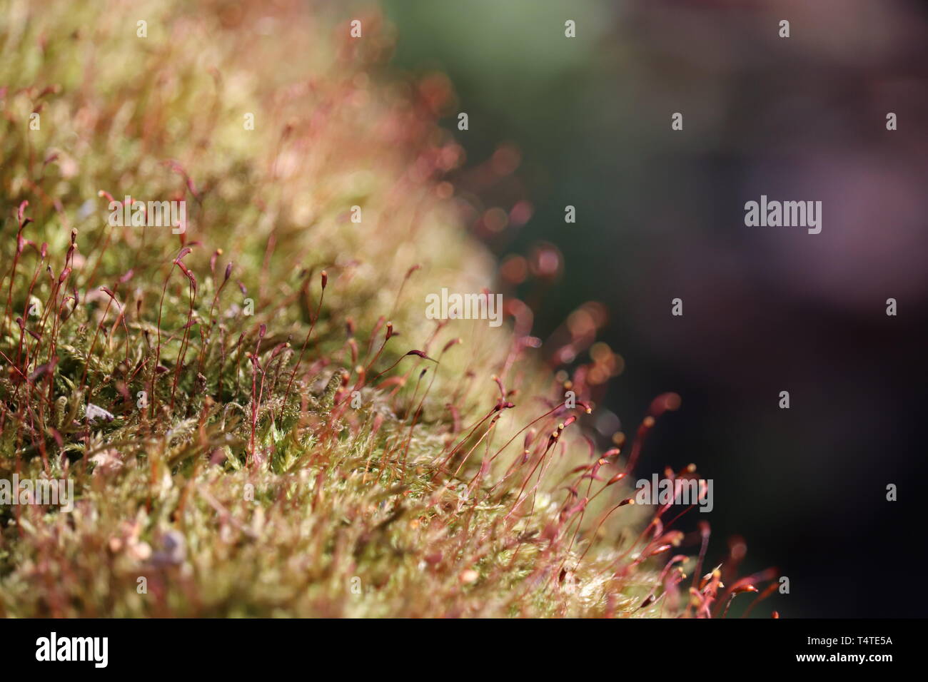 Magic forest, moss with red spore capsules close up. Colorful macro shot of fairy nature, dreamy background Stock Photo