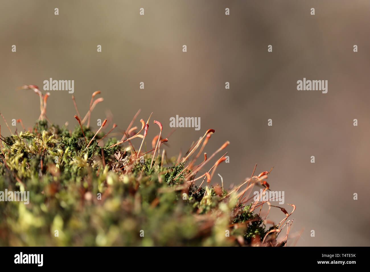 Sunny magic forest, moss with red spore capsules close up. Colorful fairy nature, dreamy background Stock Photo