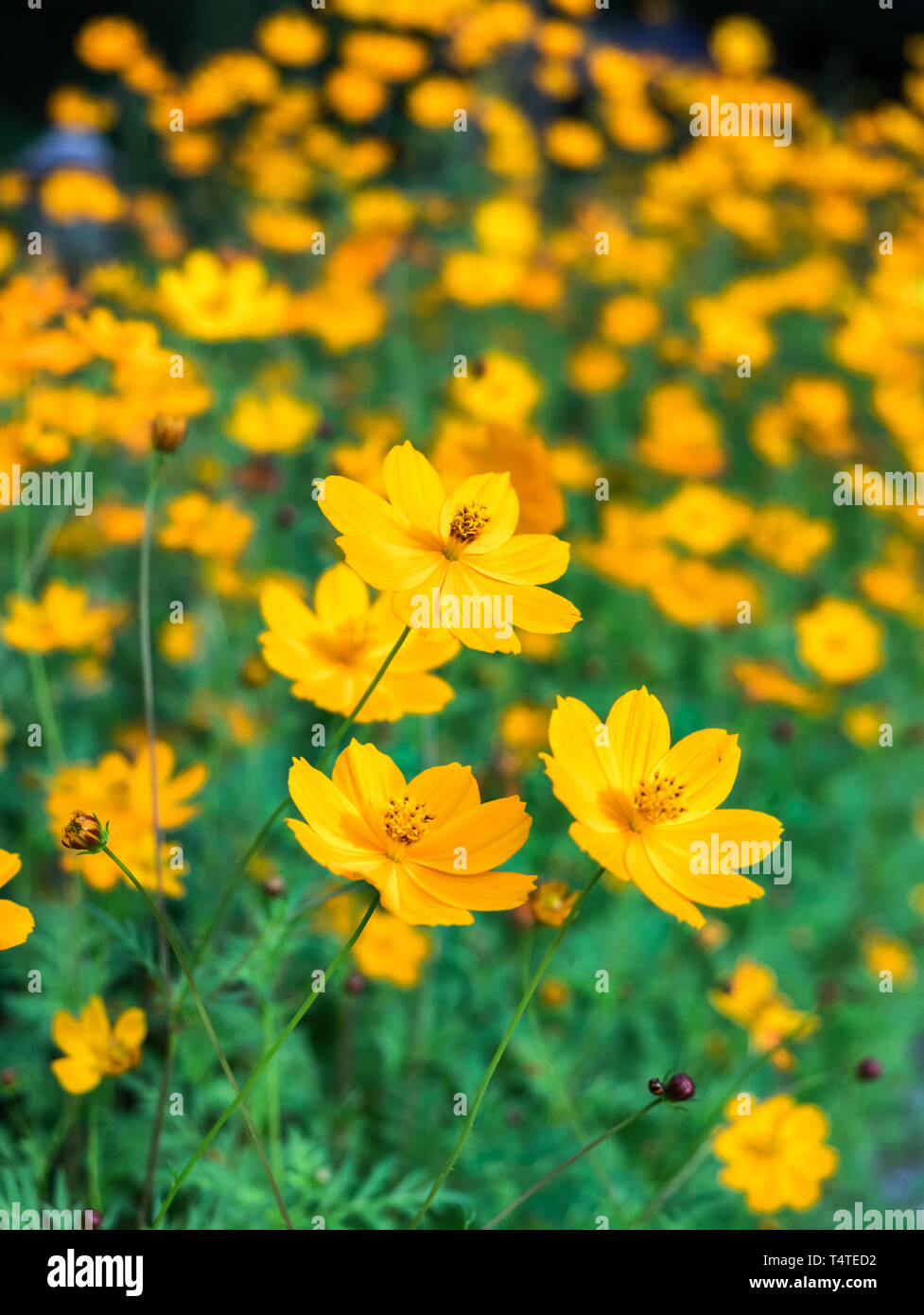 Download Sulfur Yellow Sulphureus Flowers High Resolution Stock Photography And Images Alamy PSD Mockup Templates
