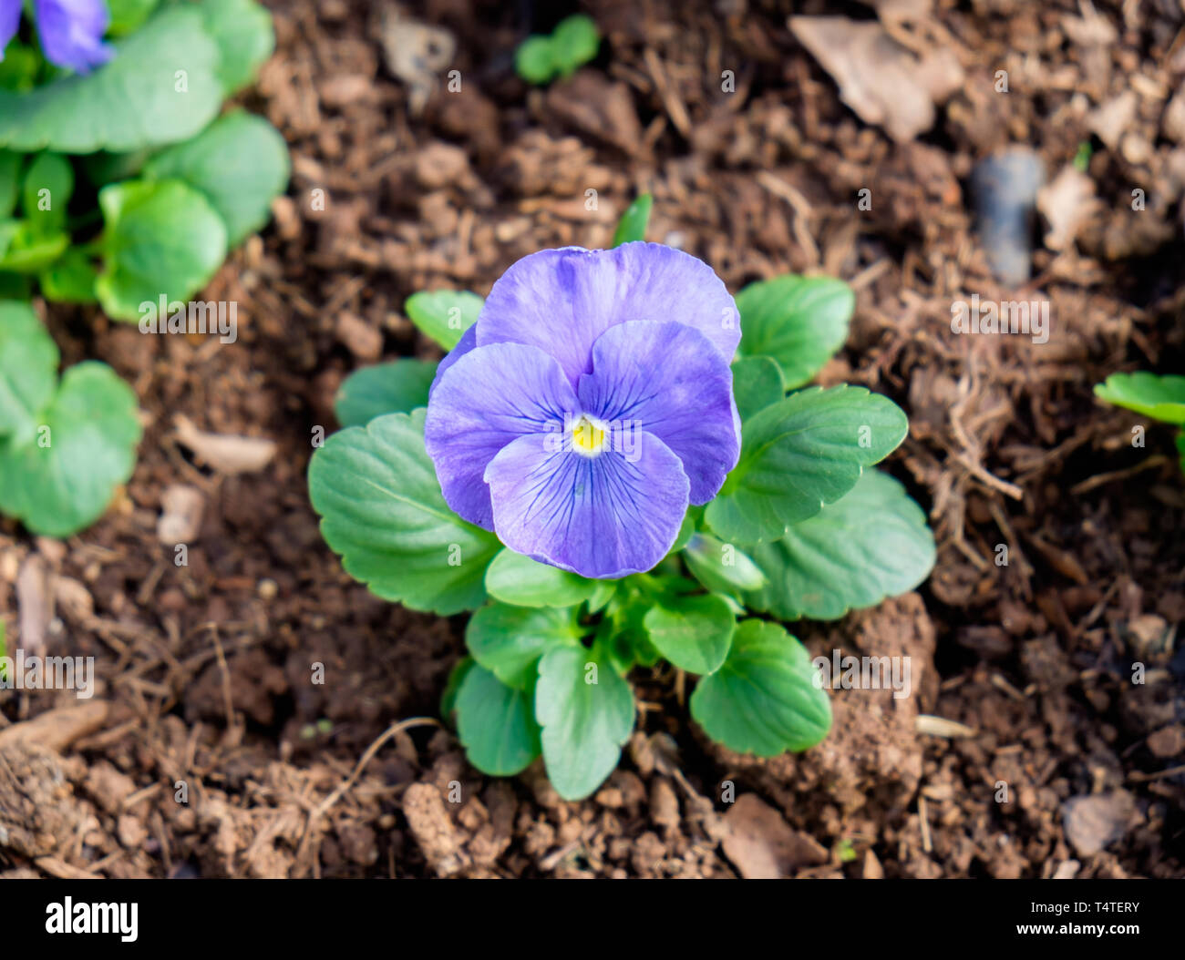 Pansy,viola cornuta,purple flower in garden Stock Photo