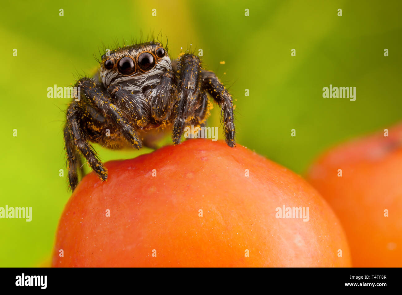 Jumping spider sticked with yellow pollen sitting on the orange ashberry Stock Photo