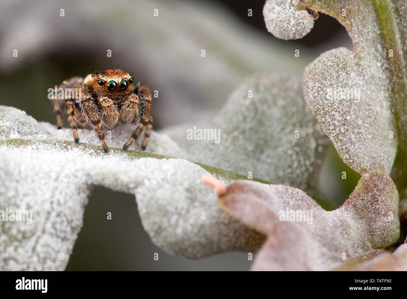Jumping spider on the oak leaf Stock Photo