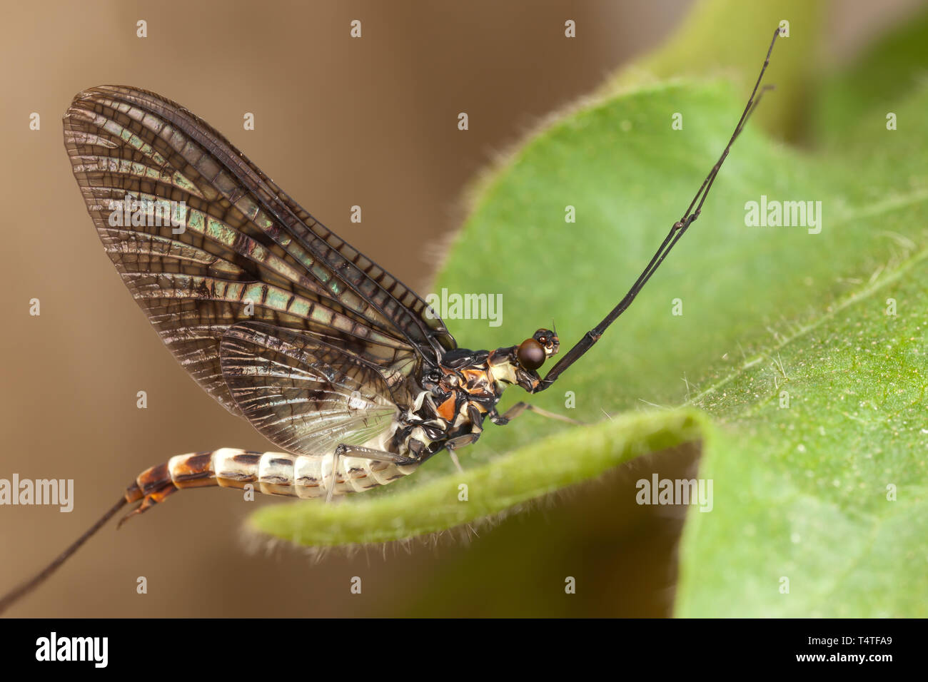 Mayfly on the green leaf Stock Photo