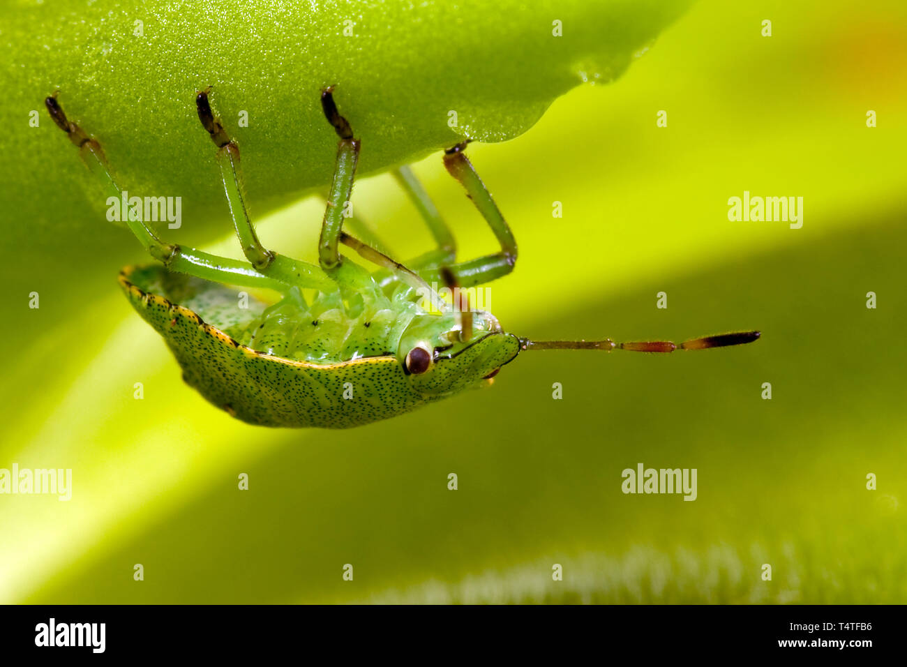 Green shield bug on butterworts Stock Photo