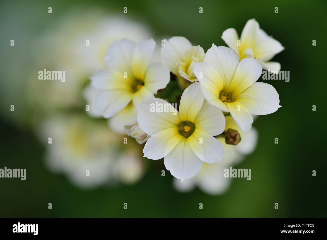 Pale yellow eyed grass in bloom Stock Photo